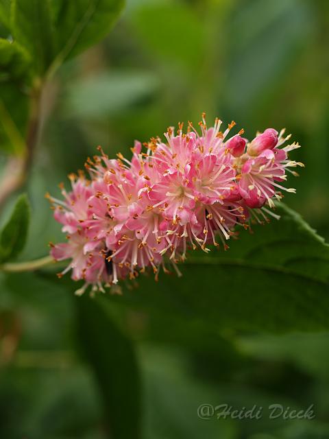 Clethra alnifolia Ruby Spice.jpg